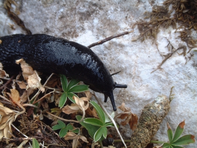 Limax sp. n. dell'' ianninii-gruppo degli Monti di Meta (FR)